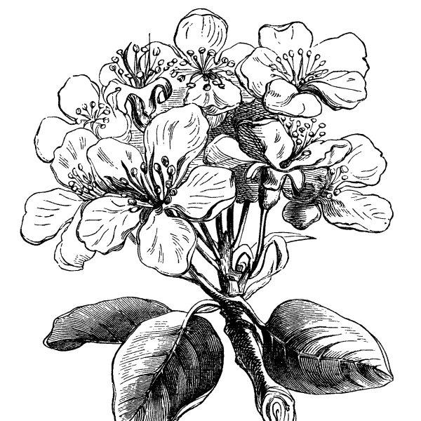 Пенни Браун Ботаническая иллюстрация