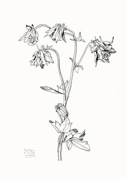 Роза гравюра