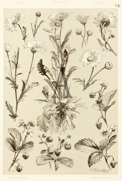 Адольф Миллот - Ботанические иллюстрации хлопок