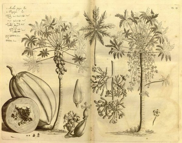 Ботанические зарисовки