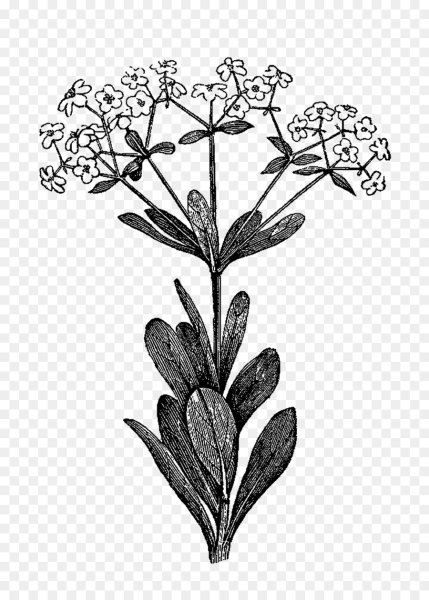 Линогравюра Хризантема