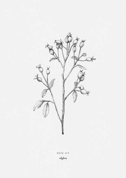 Винтажные черно белые Ботанические иллюстрации