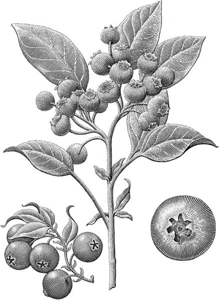 Графические зарисовки цветов