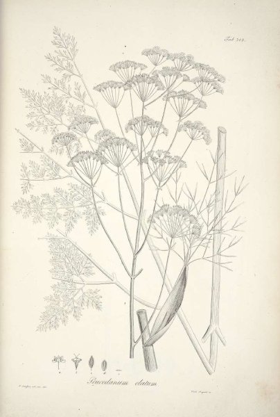 Ботаническая иллюстрация Графика