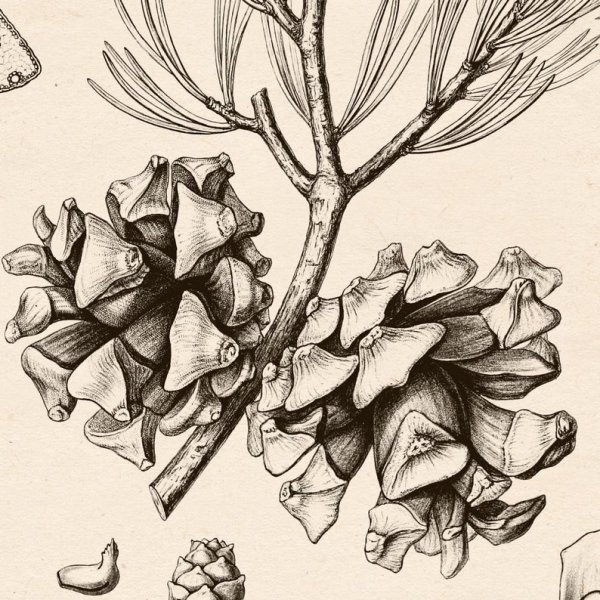 Ботаническая иллюстрация Taraxacum