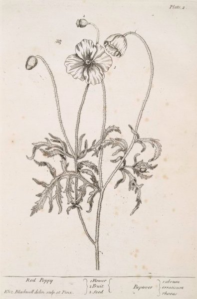 Ботанические зарисовки шиповник