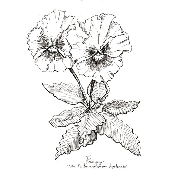 Ботаника Графика