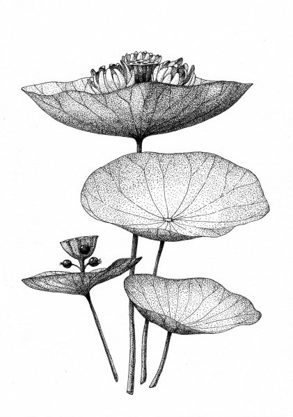 Ботанические Гравюры Polypodióphyta