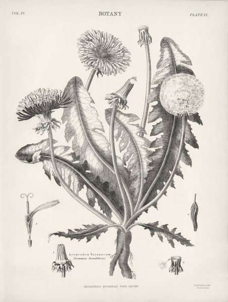 Ботаническая иллюстрация карандашом