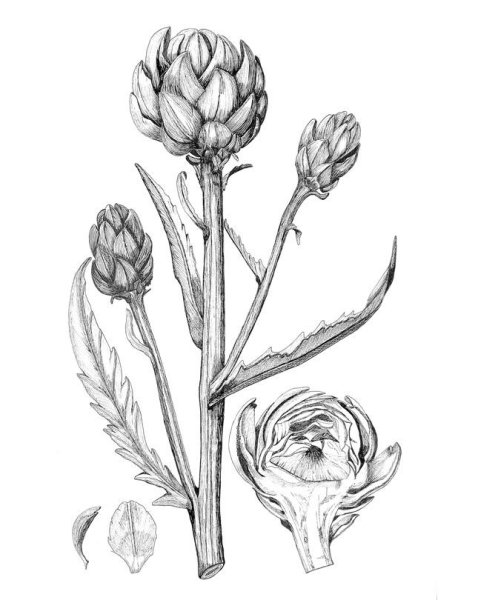 Ветреница лютичная рисунок