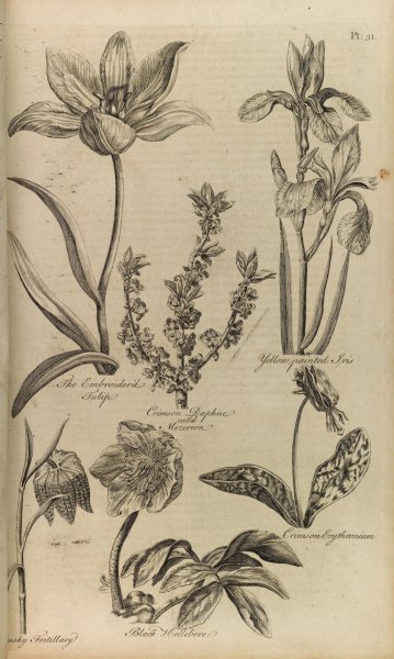 Старинные Гравюры растения