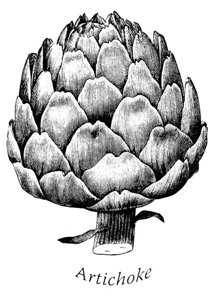 Ботанические зарисовки