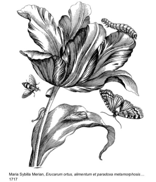 Ботанический эскиз