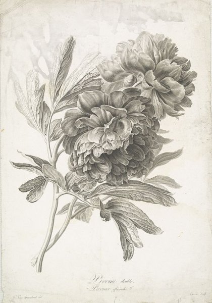 Ботанические Гравюры Клевер