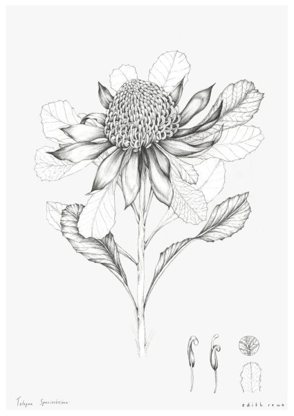 Ботаника Графика