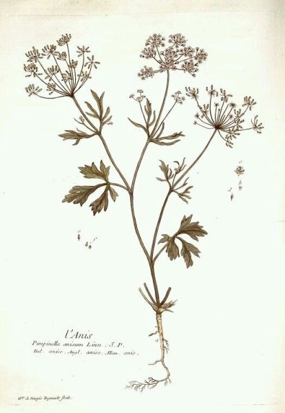 Дюрер с чертополохом