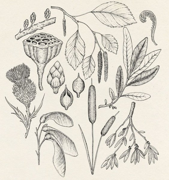 Foeniculum vulgare Ботаническая иллюстрациях