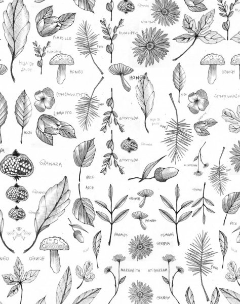 Ботаника Графика