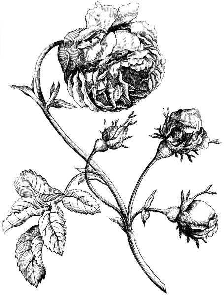 Ботанический атлас гравюра