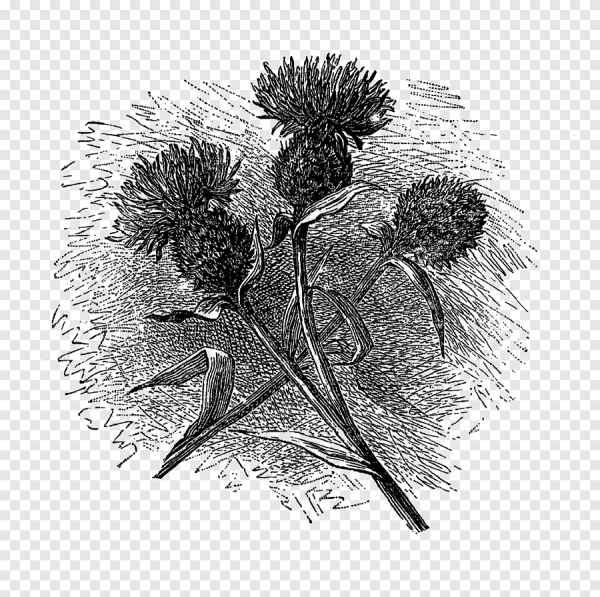 Ирис Касатик Сибирский