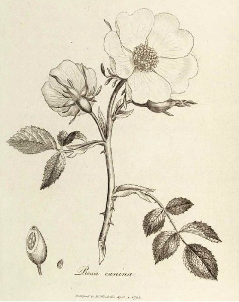 Нарцисс семейство Лилейные