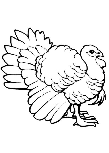 Индюк раскраска