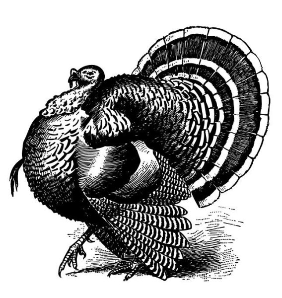 Индюк Графика