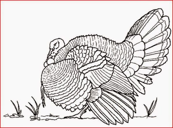 Индюшка контур