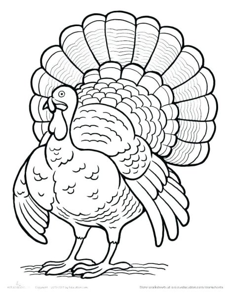 Индюк раскраска