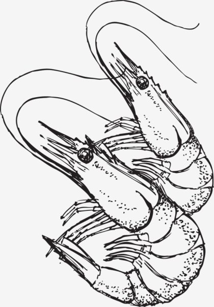 Креветка черно белая