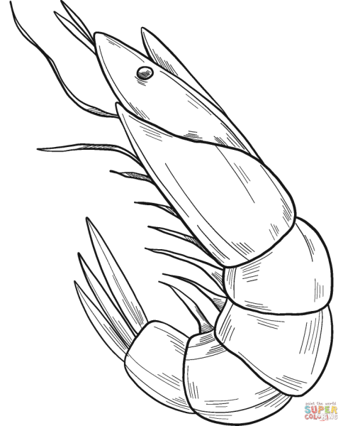 Креветка раскраска для детей