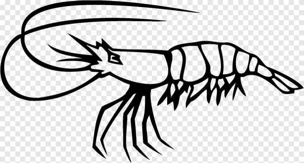 Креветка черно белая