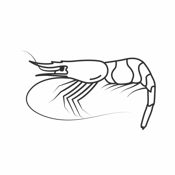 Креветка черно белая