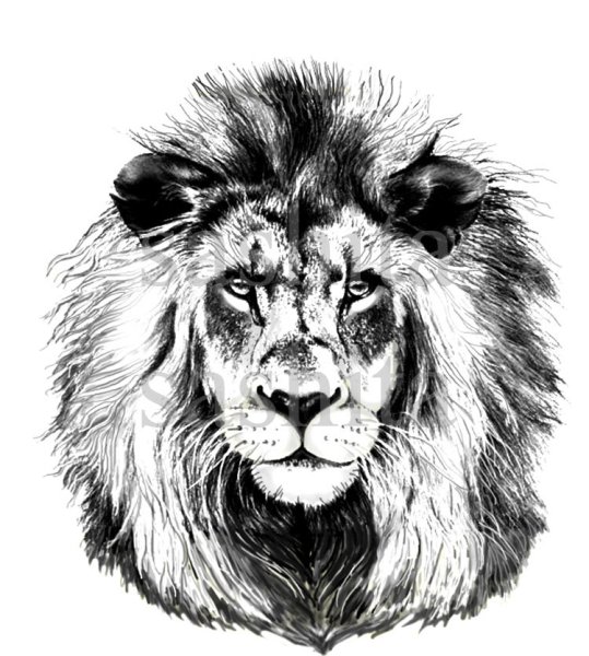 Морда Льва черно белая