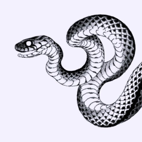 Набросок змеи