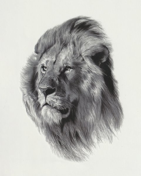 Голова Льва эскиз
