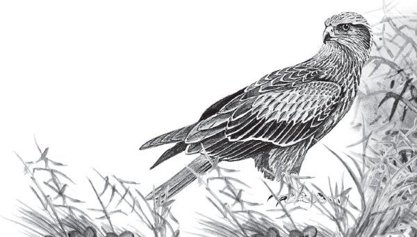 Чёрно-белая Графика хищных птиц