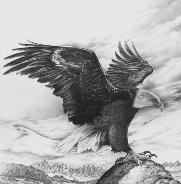Орел сидит эскиз