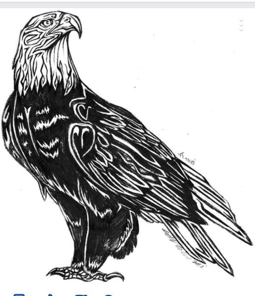 Беркут эскиз