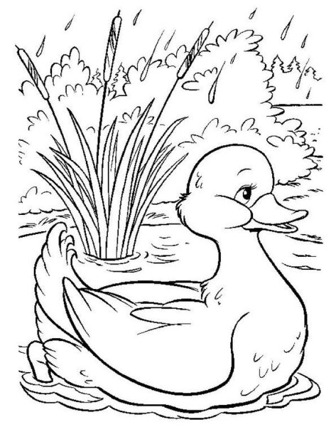 Хромка пришвин