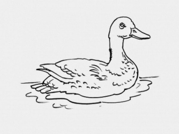 Мамин Сибиряк серая шейка раскраска для детей