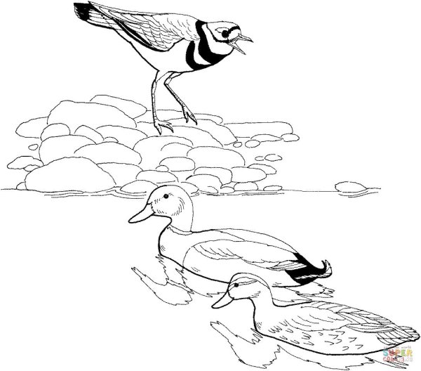 Иллюстрация к сказке Андерсена Гадкий утенок