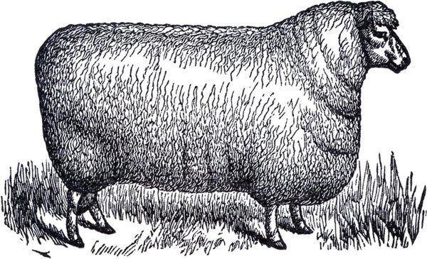 Древние овцы