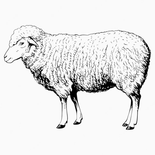 Овца вид сзади