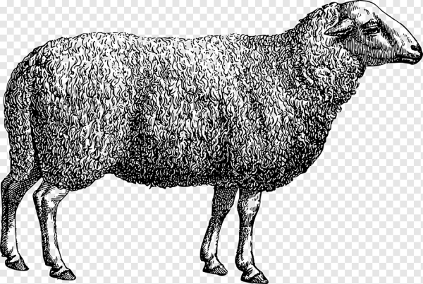 Овца Графика