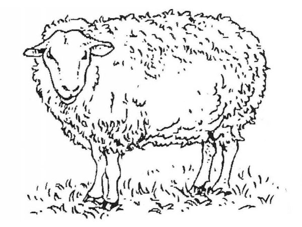 Овца раскраска для детей