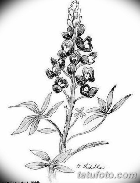 Люпин эскиз