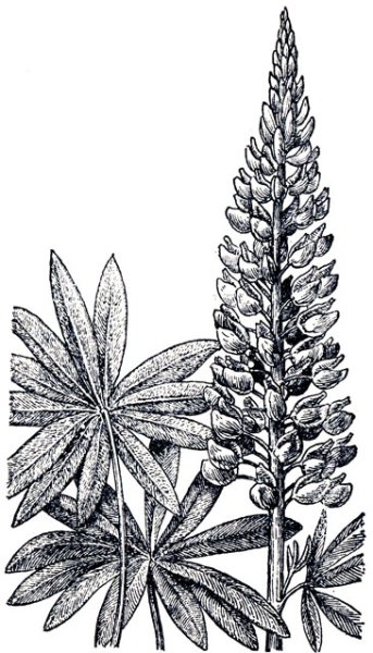 Раскраска Люпин цветок