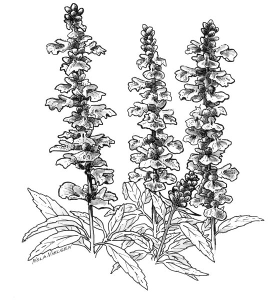 Люпин раскраска