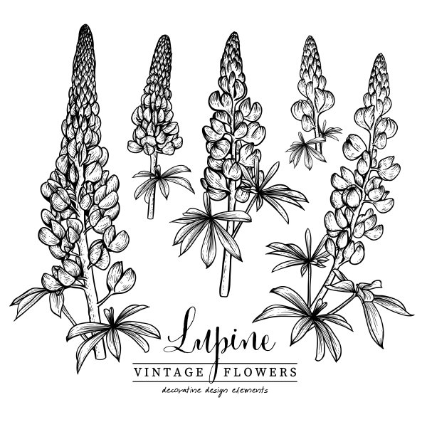 Люпин многолистный рисунок